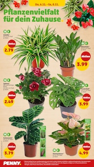 Zimmerpflanzen im Penny Prospekt "Wer günstig will, muss Penny." mit 46 Seiten (Bonn)