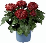 Gros Chrysanthème en promo chez Lidl Villiers-sur-Marne à 3,89 €