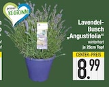Lavendel-Busch „Angustifolia“ von  im aktuellen EDEKA Prospekt für 8,99 €