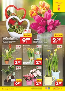 Blumen im Netto Marken-Discount Prospekt "Aktuelle Angebote" mit 57 Seiten (Osnabrück)