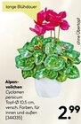 Aktuelles Alpenveilchen Angebot bei BayWa Bau- und Gartenmärkte in Nürnberg ab 2,99 €