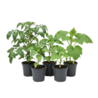 Gemüsepflanzen bei OBI im Stuttgart Prospekt für 0,99 €