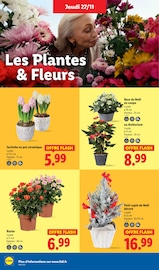 Plante Verte Angebote im Prospekt "BLACK FRIDAY WEEK" von Lidl Plante Verte Angebote im Prospekt "BLACK FRIDAY WEEK" von Lidl auf Seite 38