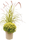 toom Baumarkt Neustadt - Chrysantheme mit Lampenputzergras Angebot im Prospekt Chrysantheme mit Lampenputzergras bei toom Baumarkt im Neustadt Prospekt für 16,99 €