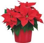 Weihnachtsstern (Euphorbia Pulcherrima) im Angebot bei OBI in Grevenbroich Weihnachtsstern (Euphorbia Pulcherrima) Angebote von Grow by Obi bei OBI Grevenbroich für 3,99 €