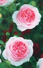 Delbard Crest - Promo Rosier buisson Promo Rosier buisson à 14,99 € dans le catalogue Delbard à Crest