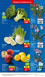 Orchidee Angebot im aktuellen Lidl Prospekt auf Seite 3