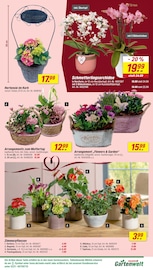 Aktueller toom Baumarkt Prospekt mit Hortensie, "Respekt, wer's selber macht.", Seite 7