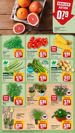 Ähnliche Paprikapflanze Angebote im Prospekt "Dein Markt" von REWE Ähnliches Angebot bei REWE in Prospekt "Dein Markt" gefunden auf Seite 5