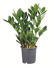 Zamioculcas Angebote bei Lidl Dülmen für 3,99 €