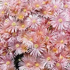 Botanic Aix-en-Provence - Promo Delosperma Kaleodis Orange - Le pot de 9 x 9 cm Promo Delosperma Kaleodis Orange - Le pot de 9 x 9 cm à 3,79 € dans le catalogue Botanic à Aix-en-Provence