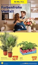 Aktueller Lidl Prospekt mit Palme, "LIDL LOHNT SICH", Seite 70