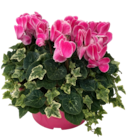 Gamm vert Segré - Promo Composition de lierres et de cyclamens Promo Composition de lierres et de cyclamens à 9,99 € dans le catalogue Gamm vert à Segré