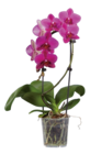 Orchidée cascade dans le catalogue Lidl