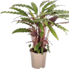 Korbmarante (Calathea) im Globus-Baumarkt Prospekt Korbmarante (Calathea) von im aktuellen Globus-Baumarkt Prospekt für 12,99 €