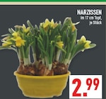 Aktuelles Narzissen Angebot bei Marktkauf in Bochum ab 2,99 €