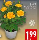 Rosen bei EDEKA im Paderborn Prospekt für 1,99 €