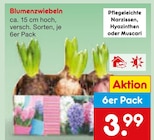 Blumenzwiebeln Angebote bei Netto Marken-Discount Rodgau für 3,99 €