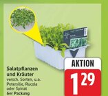 Salatpflanzen und Kräuter Angebote bei EDEKA Potsdam für 1,29 €
