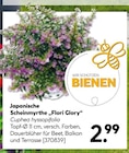 BayWa Bau- und Gartenmärkte - Japanische Scheinmyrthe Flori Glory Angebot im Prospekt Japanische Scheinmyrthe Flori Glory bei BayWa Bau- und Gartenmärkte im Prospekt "" für 2,99 €