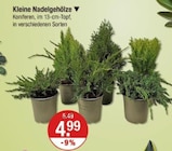 Kleine Nadelgehölze im aktuellen V-Markt Prospekt