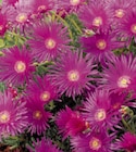 Mittagsblume 14-cm-Topf Angebote bei toom Baumarkt Aurich für 5,99 €