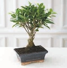 Bonsai 5 ans en promo chez Super U Saint-Nazaire à 10,99 €