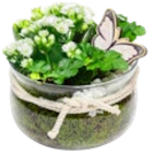 Kalanchoe im Glas im aktuellen Kaufland Prospekt