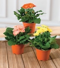 Gerbera sundays - Super U à Quimper Gerbera sundays en promo chez Super U Quimper à 3,99 €