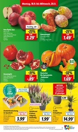 Gartenpflanzen Angebote im Prospekt "LIDL LOHNT SICH" von Lidl auf Seite 3
