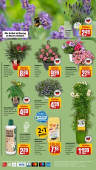 Blumenerde im REWE Prospekt "Dein Markt" mit 26 Seiten (Siegen (Universitätsstadt))
