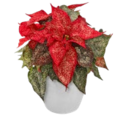 Weihnachtsstern für 1,99 € bei Kaufland im Angebot Weihnachtsstern im aktuellen Kaufland Prospekt