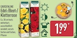 Edel-/Beet-/Kletterrose von Gardenline für 1,99 € bei ALDI Nord im Angebot Edel-/Beet-/Kletterrose von Gardenline im aktuellen ALDI Nord Prospekt
