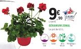 Promo Géranium Zonal à 9,90 € dans le catalogue E.Leclerc à Pléneuf-Val-André