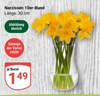 Narzissen 10er-Bund bei GLOBUS im Milda Prospekt für 1,49 €