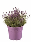 Lavendel XXL im Angebot bei Lidl in Lörrach Lavendel XXL Angebote bei Lidl Lörrach für 5,99 €