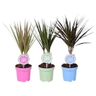 Dracaena - Carrefour à Champigny-sur-Marne Dracaena en promo chez Carrefour Champigny-sur-Marne à 2,99 €