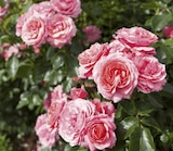 Promo Rosiers Buissons à 8,99 € dans le catalogue Delbard à La Patte d'Oie