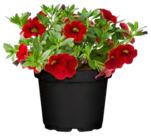 Zauberglöckchen bei OBI im Weinheim Prospekt für 1,99 €