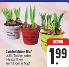 Aktuelles Zwiebelblüher Mix Angebot bei EDEKA in Leipzig ab 1,99 €