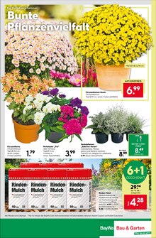 Blumen im BayWa Bau- und Gartenmärkte Prospekt "Hier bin ich gern" mit 16 Seiten (Würzburg)
