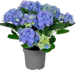 Bauernhortensie im Angebot bei ALDI SÜD in Filderstadt Bauernhortensie Angebote von GARDENLINE bei ALDI SÜD Filderstadt für 1,69 €
