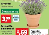 Lavendel im Angebot bei Thomas Philipps in Bremerhaven Lavendel Angebote bei Thomas Philipps Bremerhaven für 0,69 €