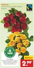Netto Marken-Discount Oederan Prospekt mit  im Angebot für 2,99 €