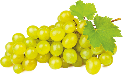 Raisin blanc Vittoria