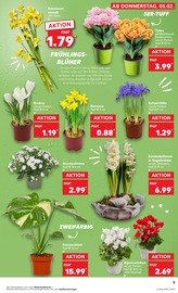 Aktueller Kaufland Prospekt mit Tulpen, "Aktuelle Angebote", Seite 13