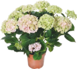 Hortensia - GARDENLINE en promo chez Aldi Antibes à 5,99 €