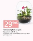 Terrarium phalaenopsis à Jardiland dans Vernouillet