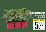 Erdbeerpflanze Angebote bei EDEKA Augsburg für 5,99 €