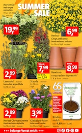 Blumen im BAUHAUS Prospekt in Mainz Aktueller BAUHAUS Prospekt mit Blumen, "SUMMER SALE", Seite 5